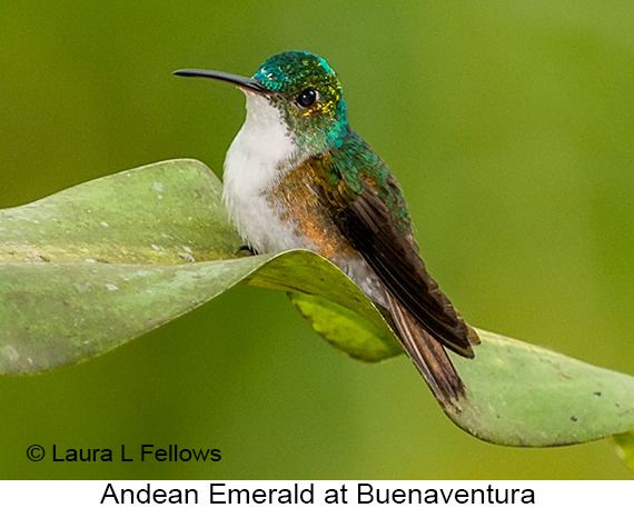 Andean Emerald - © Laura L Fellows and Exotic Birding LLC