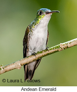 Andean Emerald - © Laura L Fellows and Exotic Birding LLC