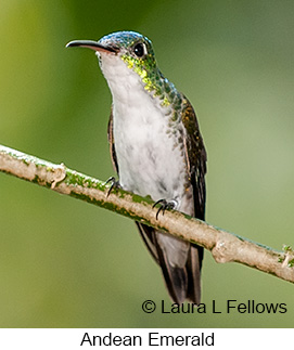 Andean Emerald - © Laura L Fellows and Exotic Birding LLC