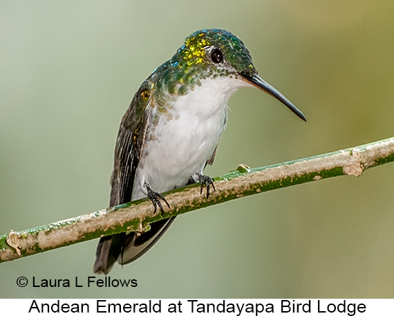Andean Emerald - © The Photographer and Exotic Birding LLC