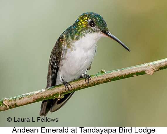 Andean Emerald - © James F Wittenberger and Exotic Birding LLC Andean Emerald - © James F Wittenberger and Exotic Birding LLC