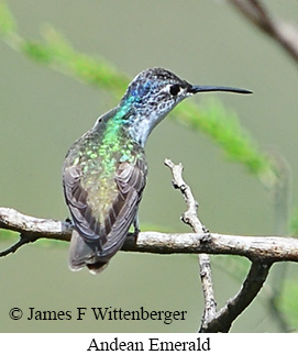 Andean Emerald - &copy; James F Wittenberger and Exotic Birding LLC