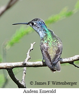 Andean Emerald - &copy; James F Wittenberger and Exotic Birding LLC