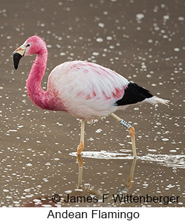 Andean Flamingo - © James F Wittenberger and Exotic Birding LLC