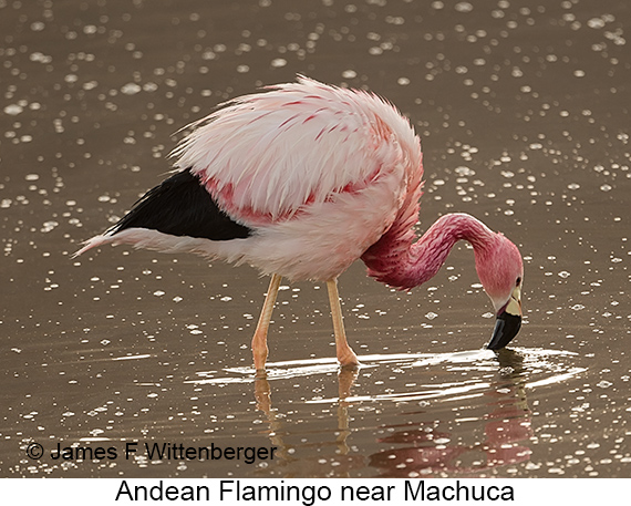 Andean Flamingo - © James F Wittenberger and Exotic Birding LLC Andean Flamingo - © James F Wittenberger and Exotic Birding LLC