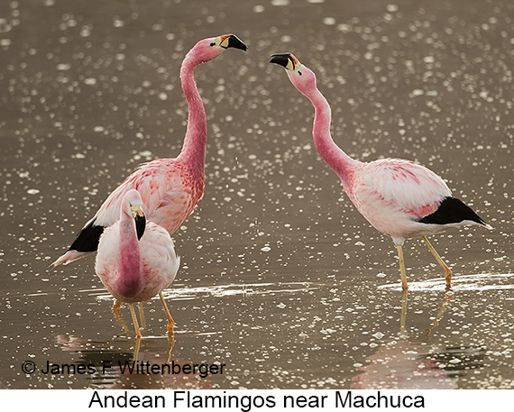 Andean Flamingo - © James F Wittenberger and Exotic Birding LLC Andean Flamingo - © James F Wittenberger and Exotic Birding LLC