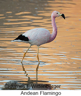 Andean Flamingo - © James F Wittenberger and Exotic Birding LLC Andean Flamingo - © James F Wittenberger and Exotic Birding LLC