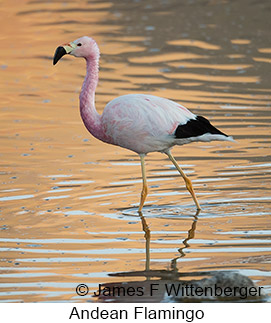 Andean Flamingo - © James F Wittenberger and Exotic Birding LLC Andean Flamingo - © James F Wittenberger and Exotic Birding LLC