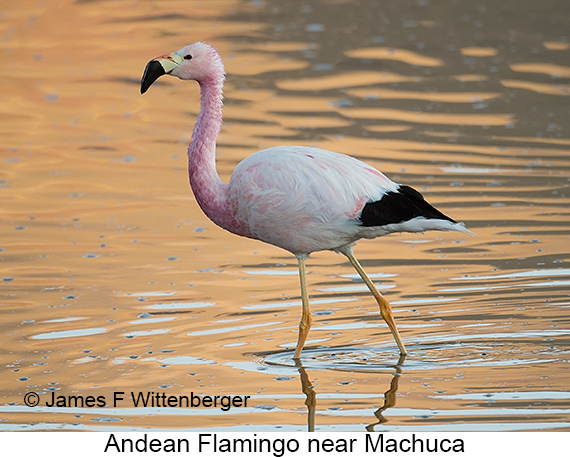 Andean Flamingo - © James F Wittenberger and Exotic Birding LLC Andean Flamingo - © James F Wittenberger and Exotic Birding LLC