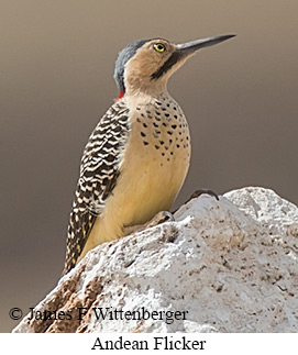 Andean Flicker - © James F Wittenberger and Exotic Birding LLC