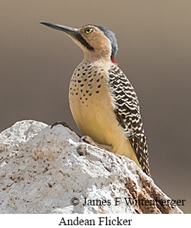 Andean Flicker - © James F Wittenberger and Exotic Birding LLC