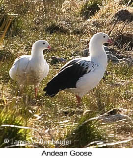 Andean Goose - © James F Wittenberger and Exotic Birding LLC