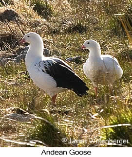 Andean Goose - © James F Wittenberger and Exotic Birding LLC