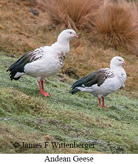 Andean Goose - © James F Wittenberger and Exotic Birding LLC