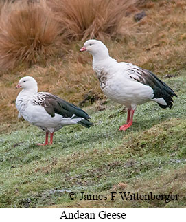 Andean Goose - © James F Wittenberger and Exotic Birding LLC