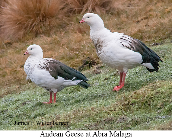 Andean Goose - © James F Wittenberger and Exotic Birding LLC