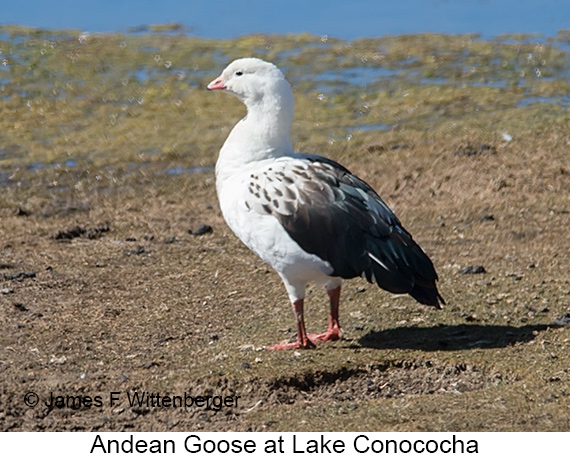 Andean Goose - © James F Wittenberger and Exotic Birding LLC