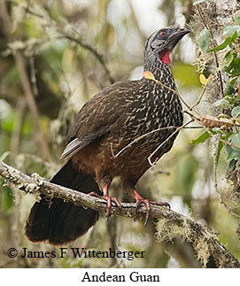 Andean Guan - © James F Wittenberger and Exotic Birding LLC Andean Guan - © James F Wittenberger and Exotic Birding LLC