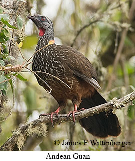 Andean Guan - © James F Wittenberger and Exotic Birding LLC