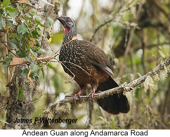 Andean Guan - © James F Wittenberger and Exotic Birding LLC