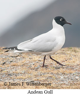 Andean Gull - © James F Wittenberger and Exotic Birding LLC