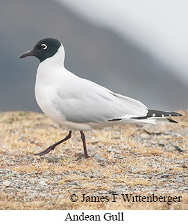 Andean Gull - © James F Wittenberger and Exotic Birding LLC