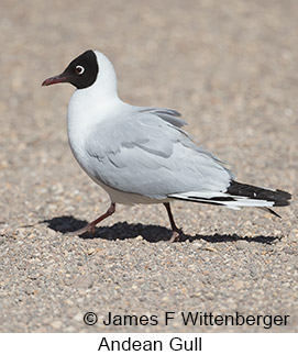 Andean Gull - © James F Wittenberger and Exotic Birding LLC Andean Gull - © James F Wittenberger and Exotic Birding LLC