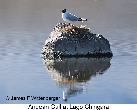 Andean Gull - © James F Wittenberger and Exotic Birding LLC Andean Gull - © James F Wittenberger and Exotic Birding LLC