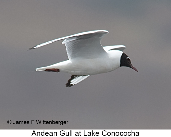 Andean Gull - © James F Wittenberger and Exotic Birding LLC