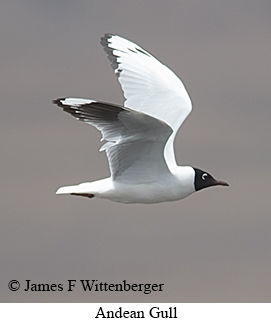 Andean Gull - © James F Wittenberger and Exotic Birding LLC