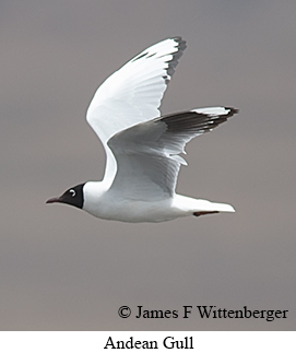 Andean Gull - © James F Wittenberger and Exotic Birding LLC