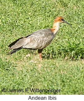 Andean Ibis - © James F Wittenberger and Exotic Birding LLC Andean Ibis - © James F Wittenberger and Exotic Birding LLC