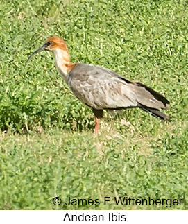 Andean Ibis - © James F Wittenberger and Exotic Birding LLC Andean Ibis - © James F Wittenberger and Exotic Birding LLC