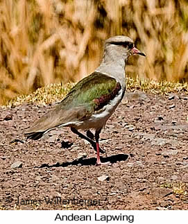 Andean Lapwing - © James F Wittenberger and Exotic Birding LLC