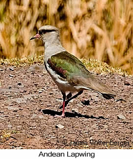 Andean Lapwing - © James F Wittenberger and Exotic Birding LLC