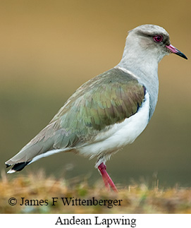 Andean Lapwing - © James F Wittenberger and Exotic Birding LLC