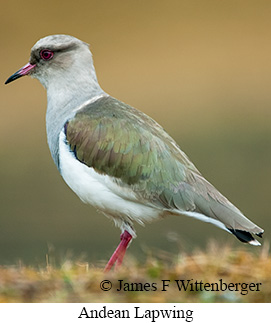 Andean Lapwing - © James F Wittenberger and Exotic Birding LLC