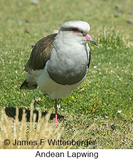 Andean Lapwing - © James F Wittenberger and Exotic Birding LLC Andean Lapwing - © James F Wittenberger and Exotic Birding LLC