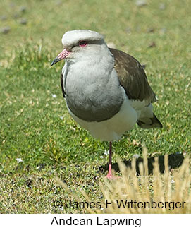Andean Lapwing - &copy; James F Wittenberger and Exotic Birding LLC