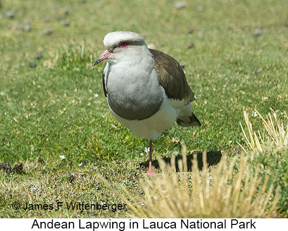 Andean Lapwing - © James F Wittenberger and Exotic Birding LLC Andean Lapwing - © James F Wittenberger and Exotic Birding LLC