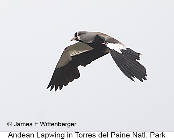 Andean Lapwing - © James F Wittenberger and Exotic Birding LLC Andean Lapwing - © James F Wittenberger and Exotic Birding LLC