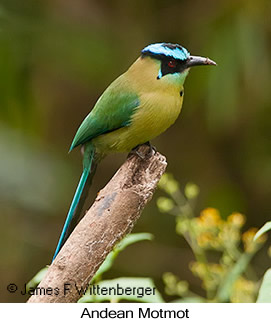 Andean Motmot - © James F Wittenberger and Exotic Birding LLC