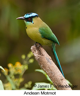 Andean Motmot - © James F Wittenberger and Exotic Birding LLC