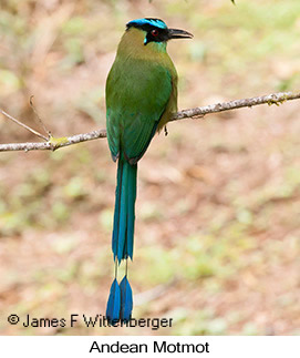 Andean Motmot - © James F Wittenberger and Exotic Birding LLC