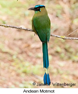 Andean Motmot - © James F Wittenberger and Exotic Birding LLC