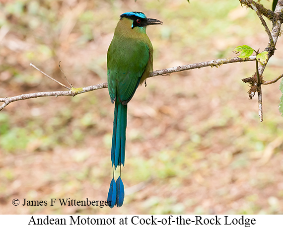Andean Motmot - &copy; James F Wittenberger and Exotic Birding LLC