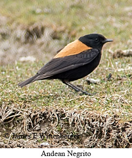 Andean Negrito - © James F Wittenberger and Exotic Birding LLC