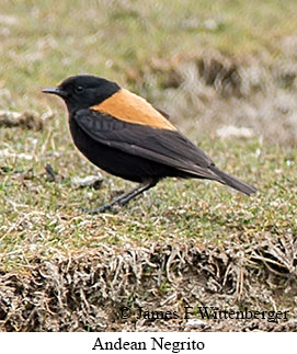 Andean Negrito - © James F Wittenberger and Exotic Birding LLC Andean Negrito - © James F Wittenberger and Exotic Birding LLC