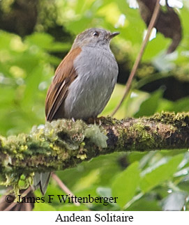 Andean Solitaire - &copy; James F Wittenberger and Exotic Birding LLC