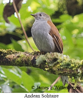 Andean Solitaire - &copy; James F Wittenberger and Exotic Birding LLC